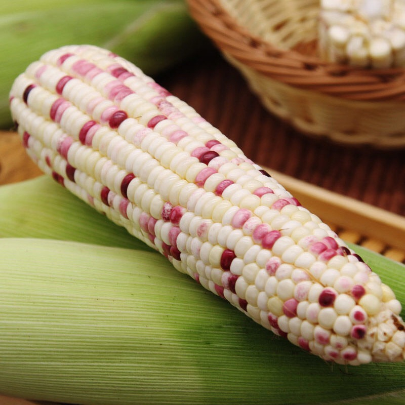 花糯玉米批发市场,花糯玉米批发商,冷库花粘玉米价格