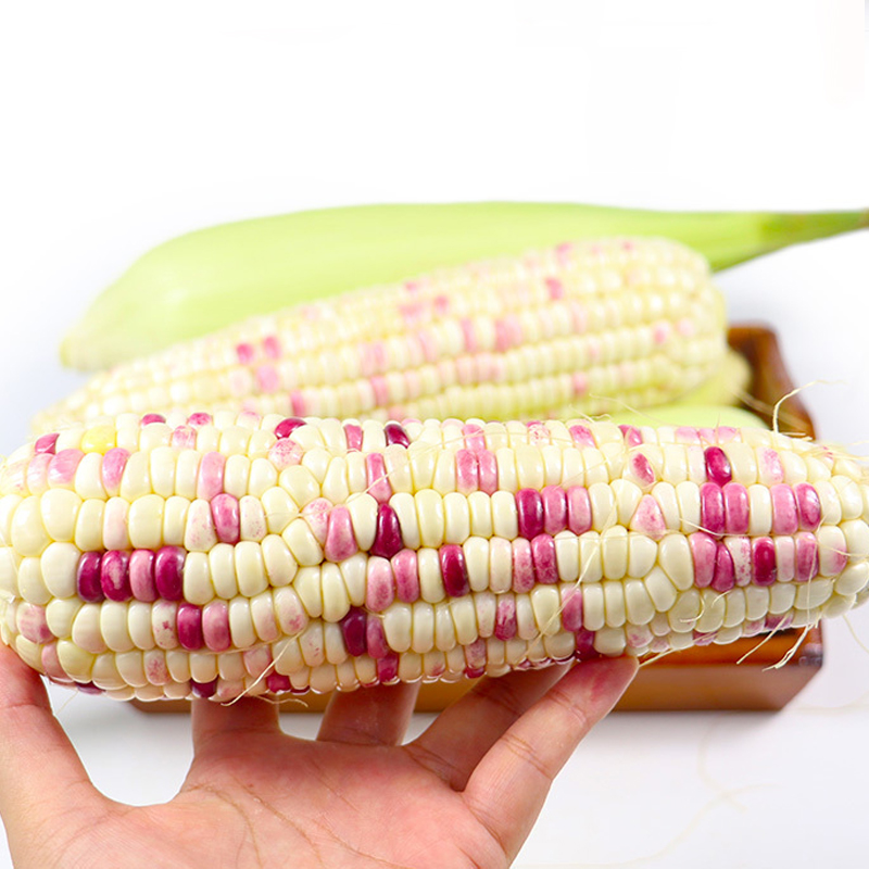 花糯玉米批发市场,花糯玉米批发商,冷库花粘玉米价格