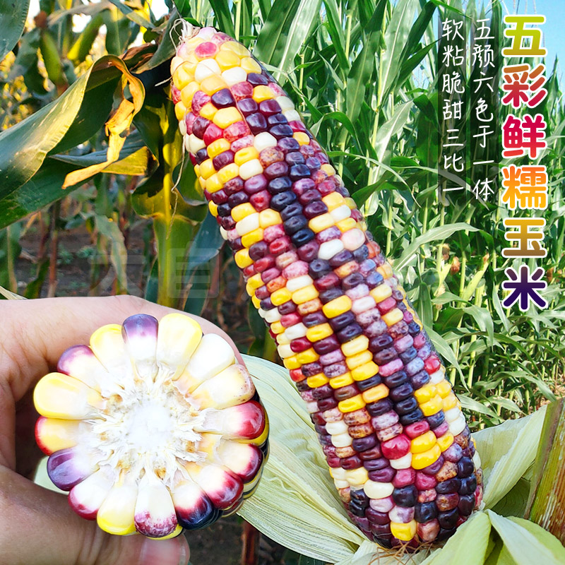 速冻花玉米整箱批发冷冻甜花糯玉米厂家水果花粘玉米产地价格