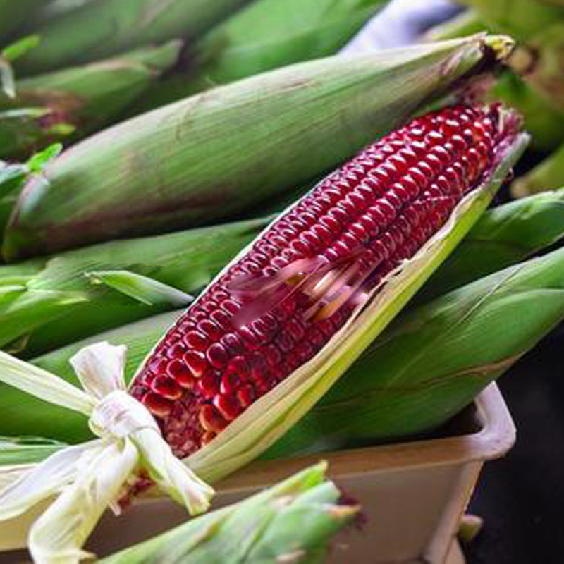 2021红玉米种子价格表,红玉米种植基地,红糯玉米批发