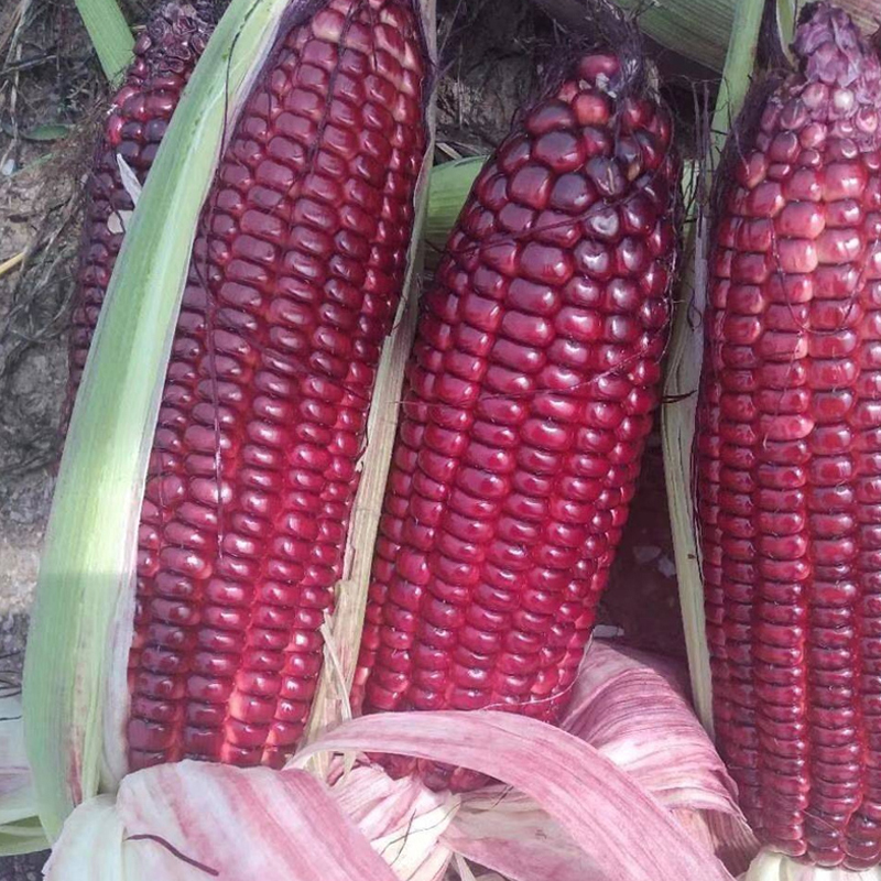 红玉米种植合作社,红糯玉米种子报价,红糯玉米产地价格