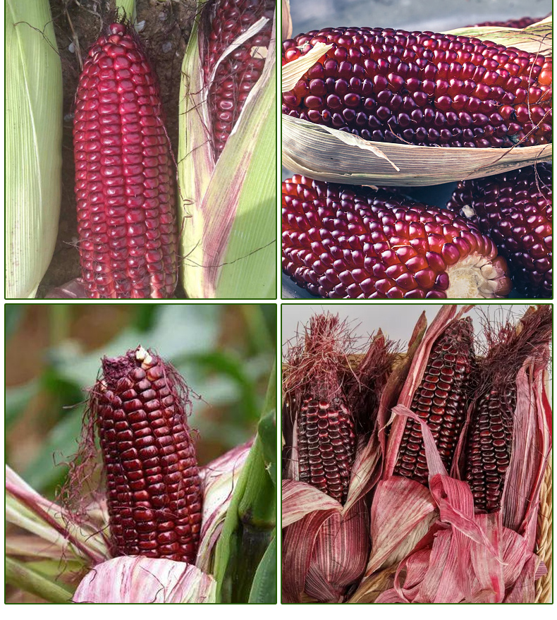 高产红甜糯玉米种子批发红糯玉米整箱价格红玉米早熟糯玉米种子