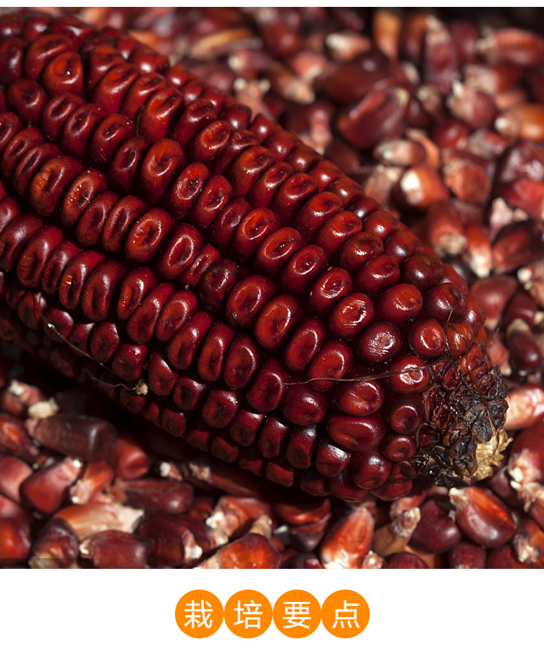 高产红甜糯玉米种子批发红糯玉米整箱价格红玉米早熟糯玉米种子