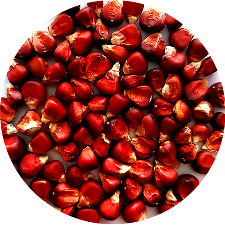 红甜糯玉米种子 红玉米种子 紫玉米种子批发 红玉糯米的价格