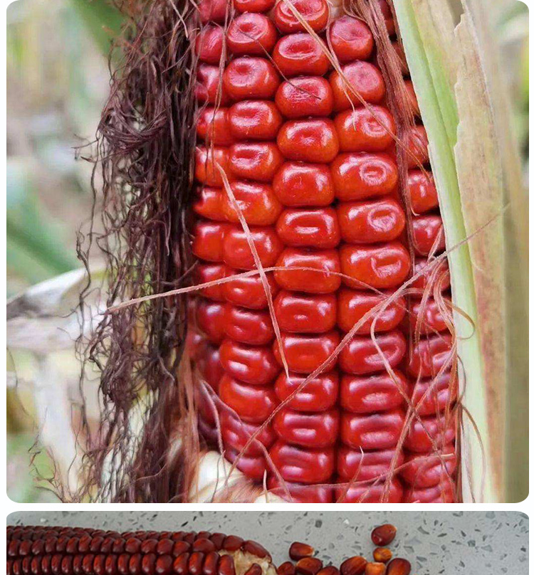 红糯红玉米种子 水果红玉米种籽 甜糯玉米高产种子 四季红玉米种子