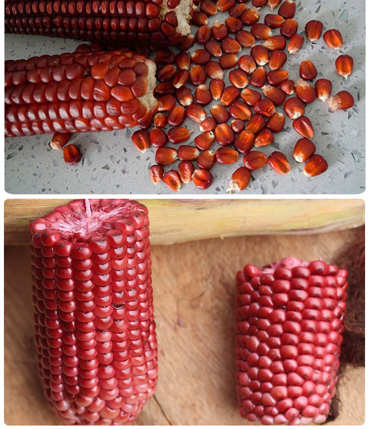 红糯红玉米种子水果红玉米种籽甜糯玉米高产种子四季红玉米种子