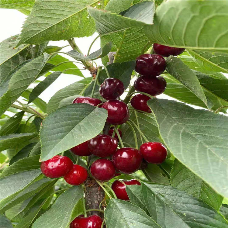 沙王樱桃苗5公分美早樱桃苗科迪亚樱桃树苗项目采购