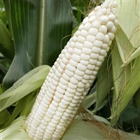 白糯玉米糯玉米种子厂家，白糯玉米种子厂家，白玉米种子公司