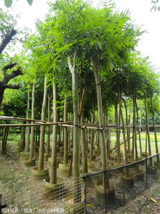 廣東移植桃花心木全冠桃花心木園林綠化用桃花心木