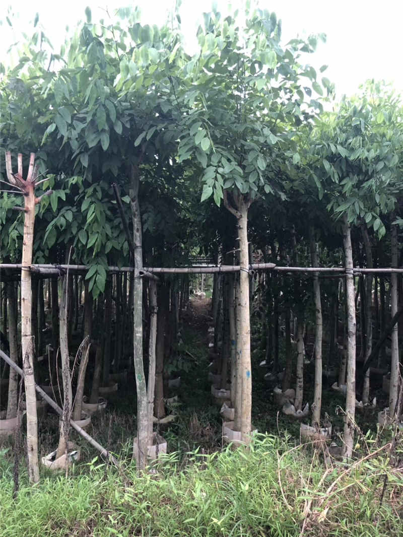 广东腊肠树苗基地 广西腊肠树苗批发商 规格齐全腊肠树批发商