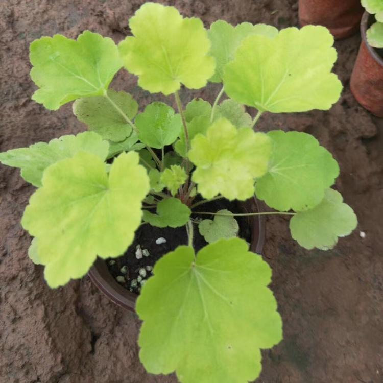 矾根培育基地 矾根苗种植 友胜花卉 矾根小苗 批发价格