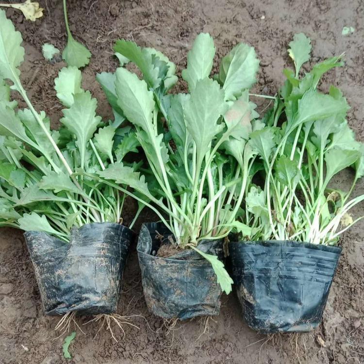 大滨菊苗青州大滨菊基地大滨菊工程苗