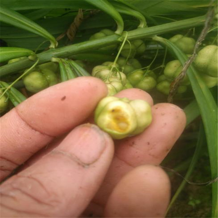 草药白芨种子