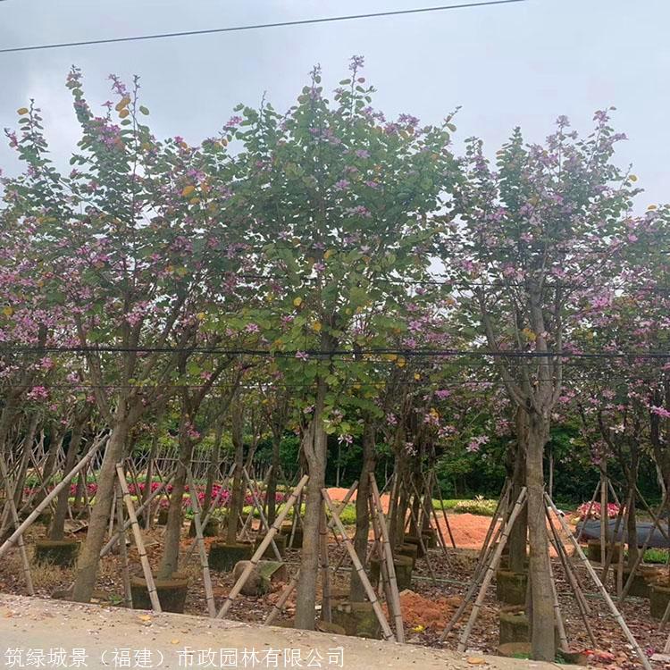 湖北宫粉紫荆小苗羊蹄甲假植苗绿化工程专用宫粉紫荆