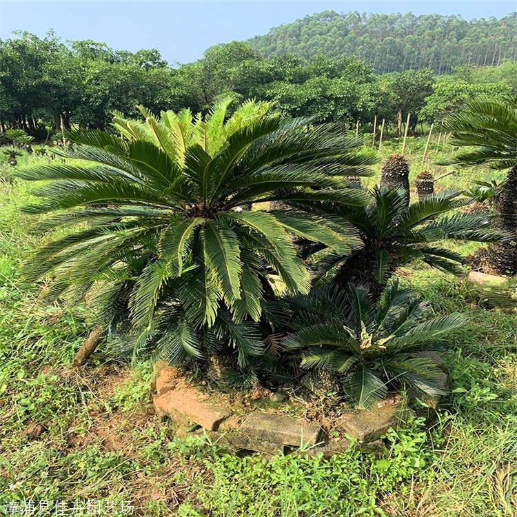 廣西蘇鐵報價移植蘇鐵苗進口蘇鐵供應佳卉