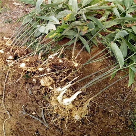 润砾农业黄精种苗多花黄精苗图片苗圃培育