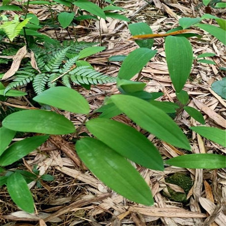 润砾农业大叶黄精苗价格黄精苗欢迎订购