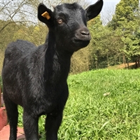 黑山羊养殖，饲养母羊与羔羊的区别