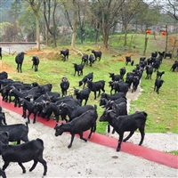 黑山羊怎么养是正确的方式  玉米喂养黑山羊，正确喂养的方法