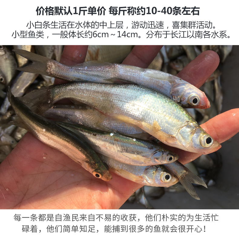 东北淡水青鳞子鱼干青鳞子餐条鱼加工鲜活青鳞子蓝刀鱼厂家