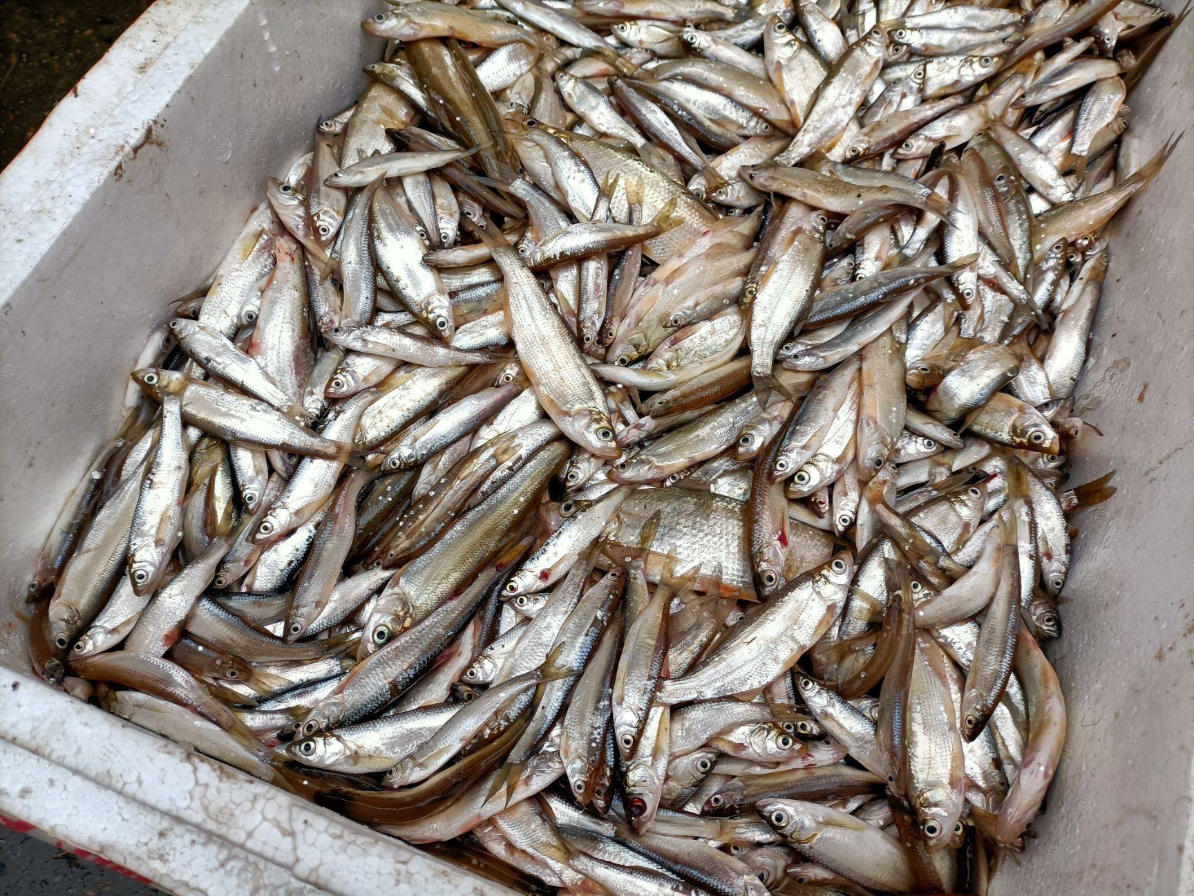 四川冰冻小白鱼批发成都冷冻白条鱼厂家冷冻白条鱼加工企业