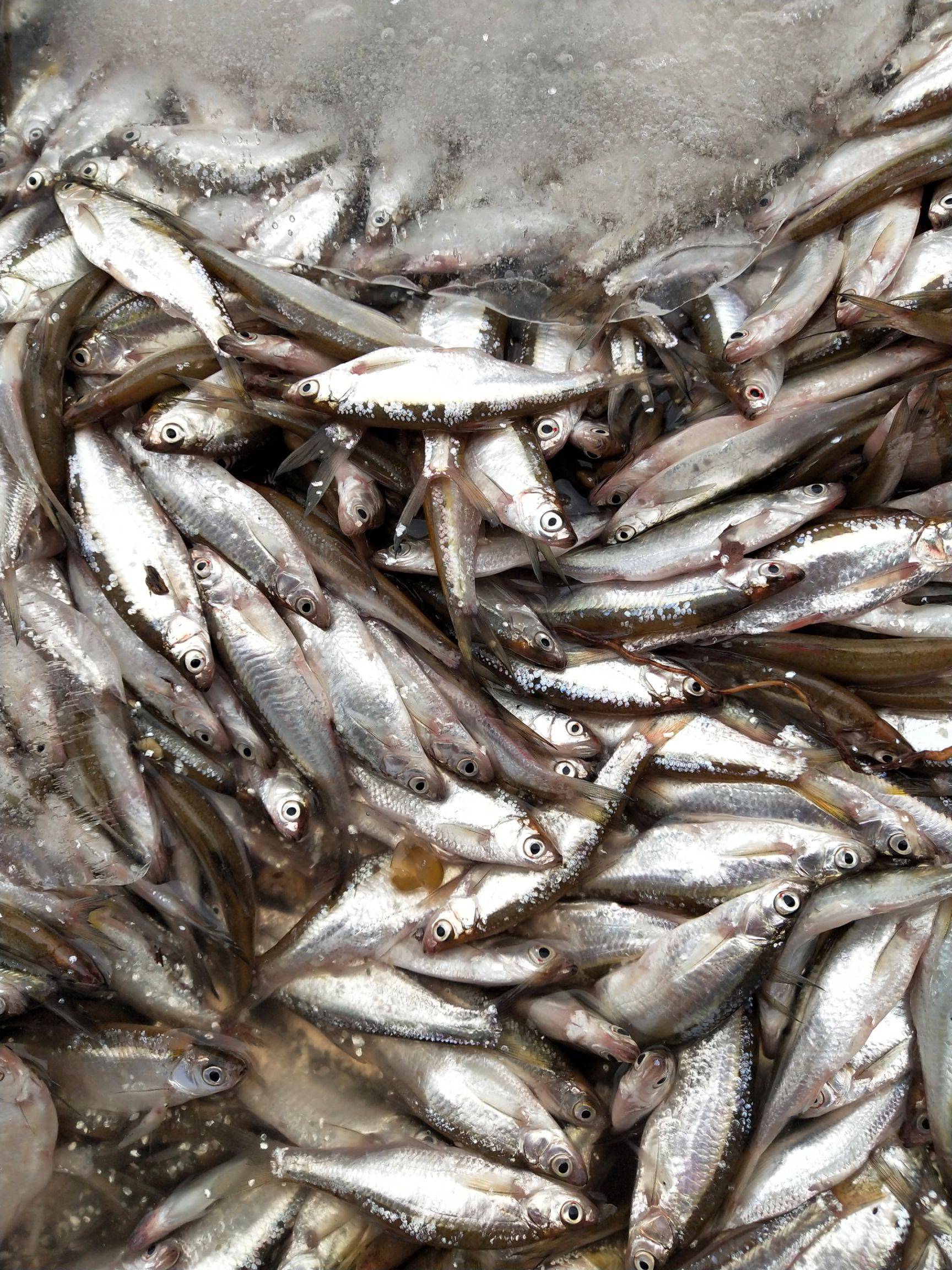 广西批发冷冻小白条鱼长期收购白条鱼冻板鱼白条鱼供应
