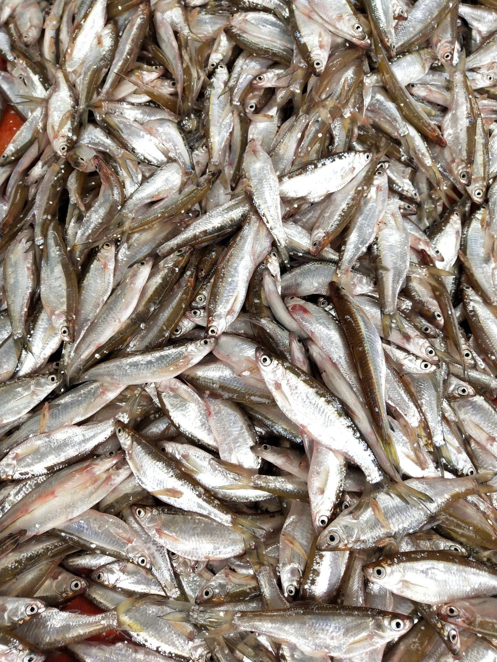 广西批发冷冻小白条鱼长期收购白条鱼冻板鱼白条鱼供应