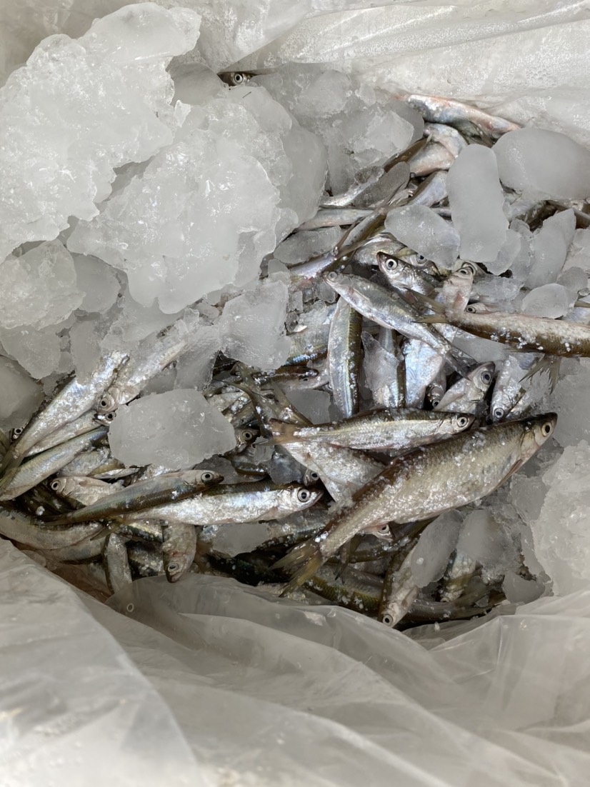 大量上门收购白条鱼3元一斤小杂鱼收购批发5元左右一斤的冻鱼