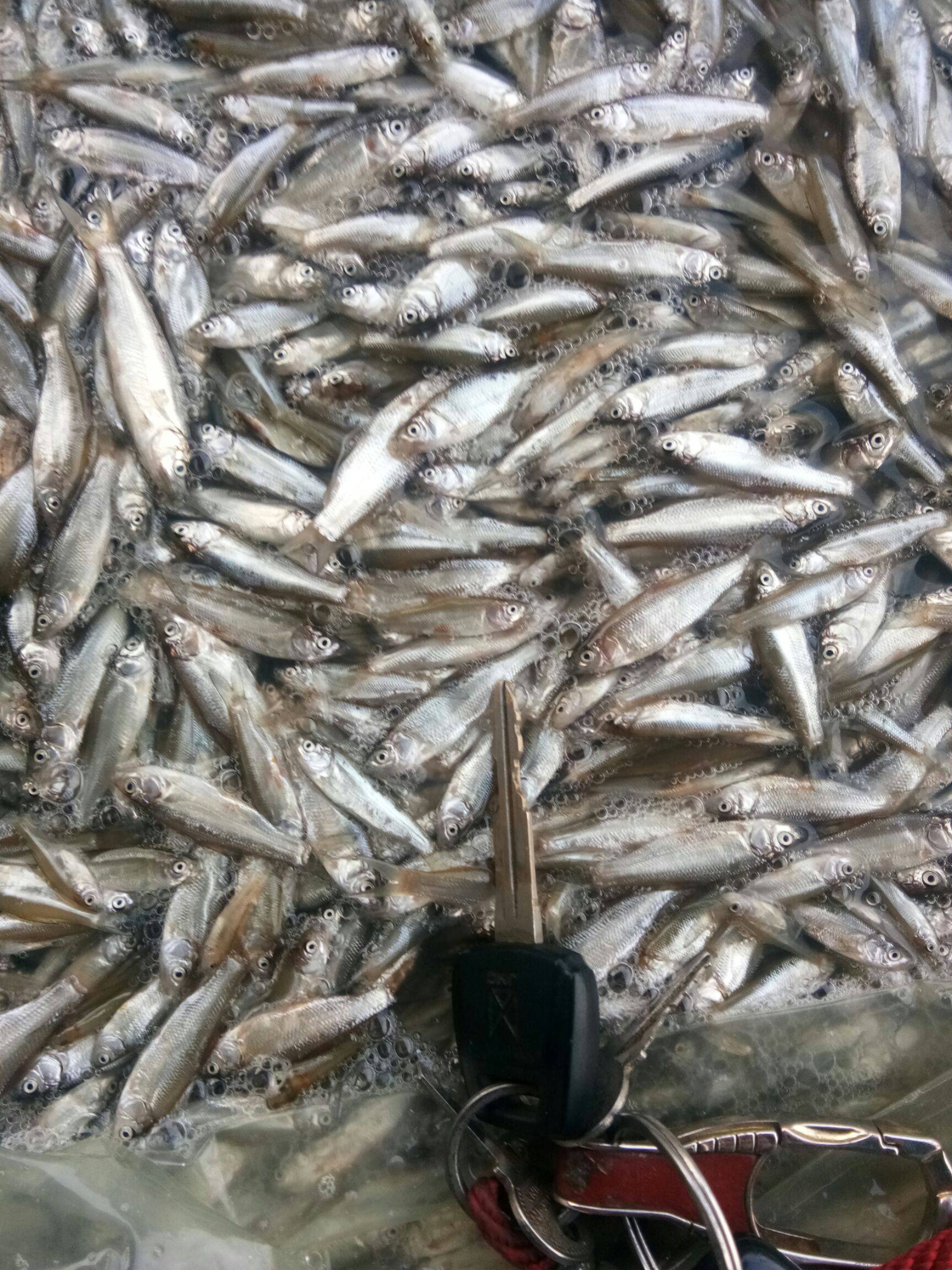 東北青鱗子魚餐條批發餐子川條子魚產地批發白條藍刀魚貨源價格