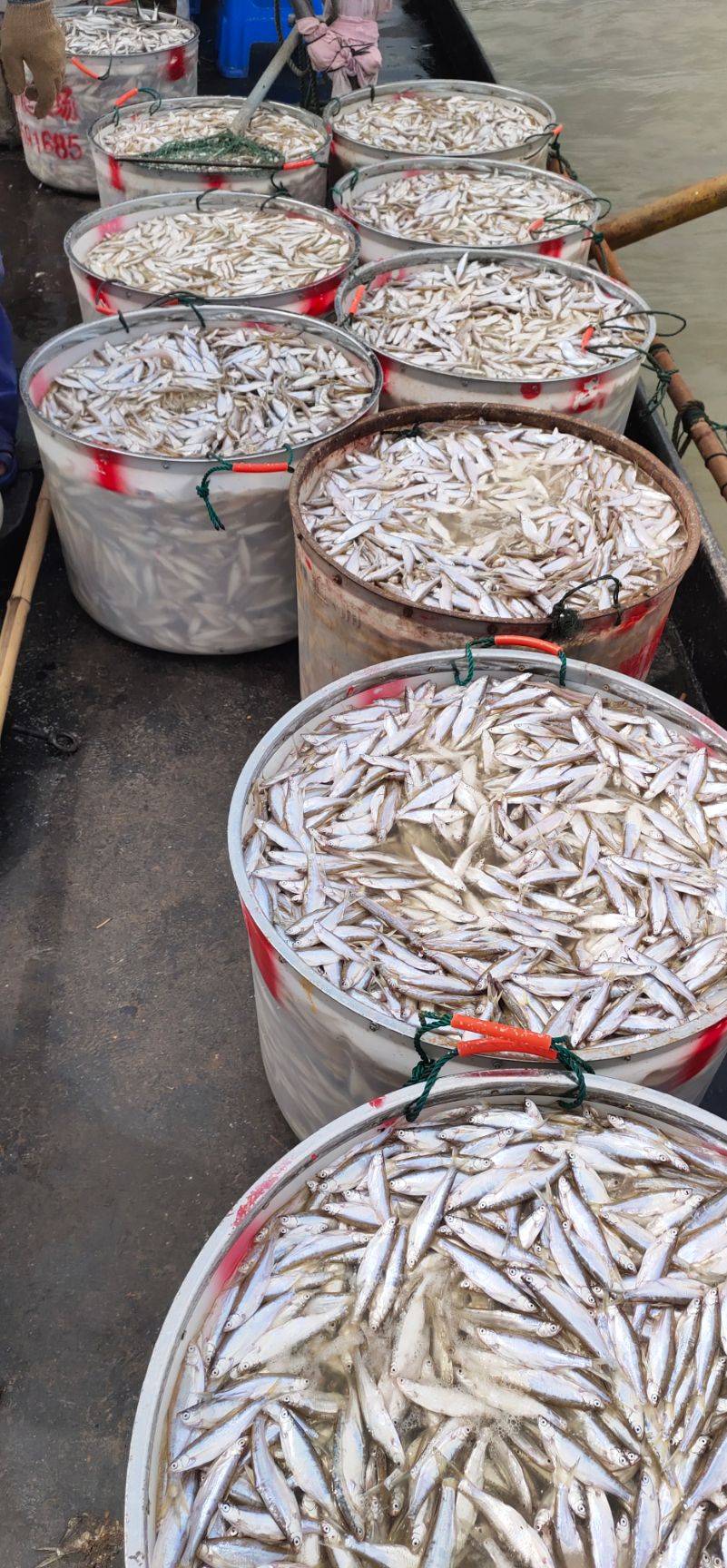 吉林白鲦川条子批发青鳞子蓝刀鱼产地货源长期收购青鳞子尖嘴子