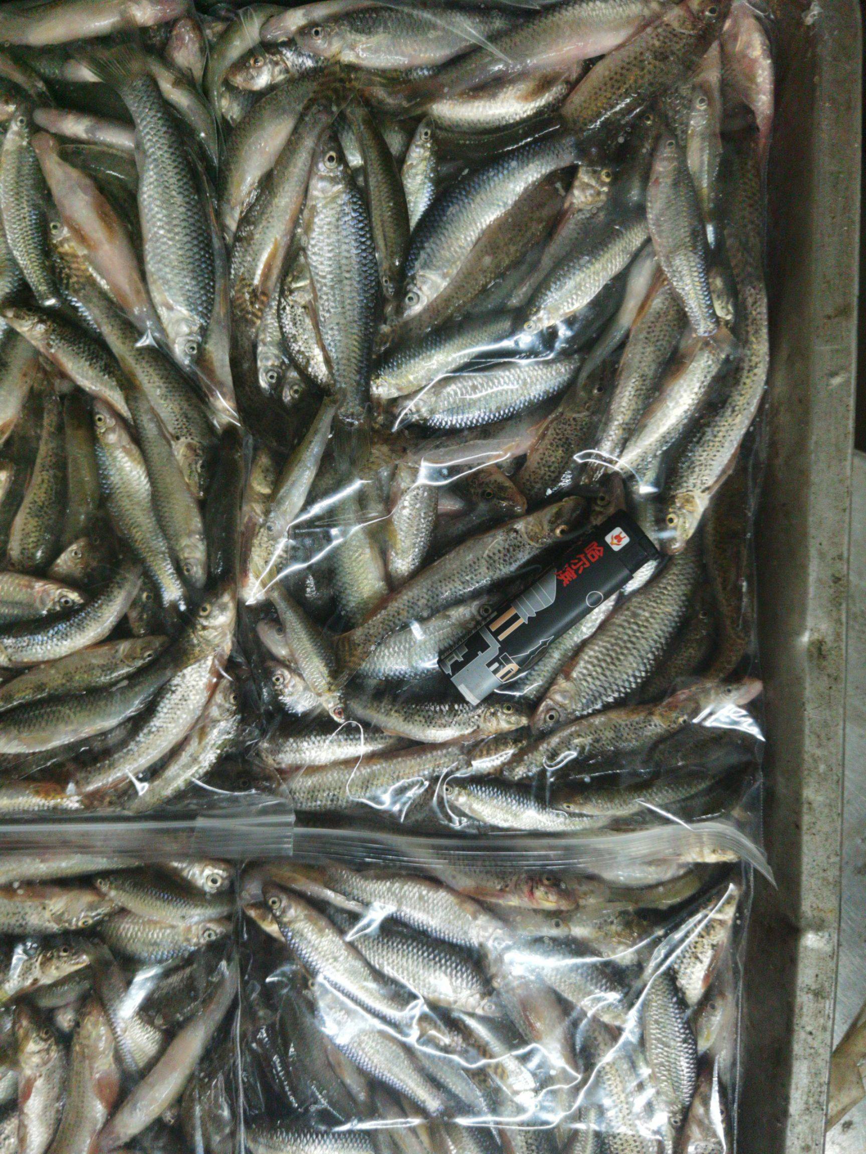 麦穗子鱼批发麦穗鱼活体供应东北麦穗鱼苗产地价格