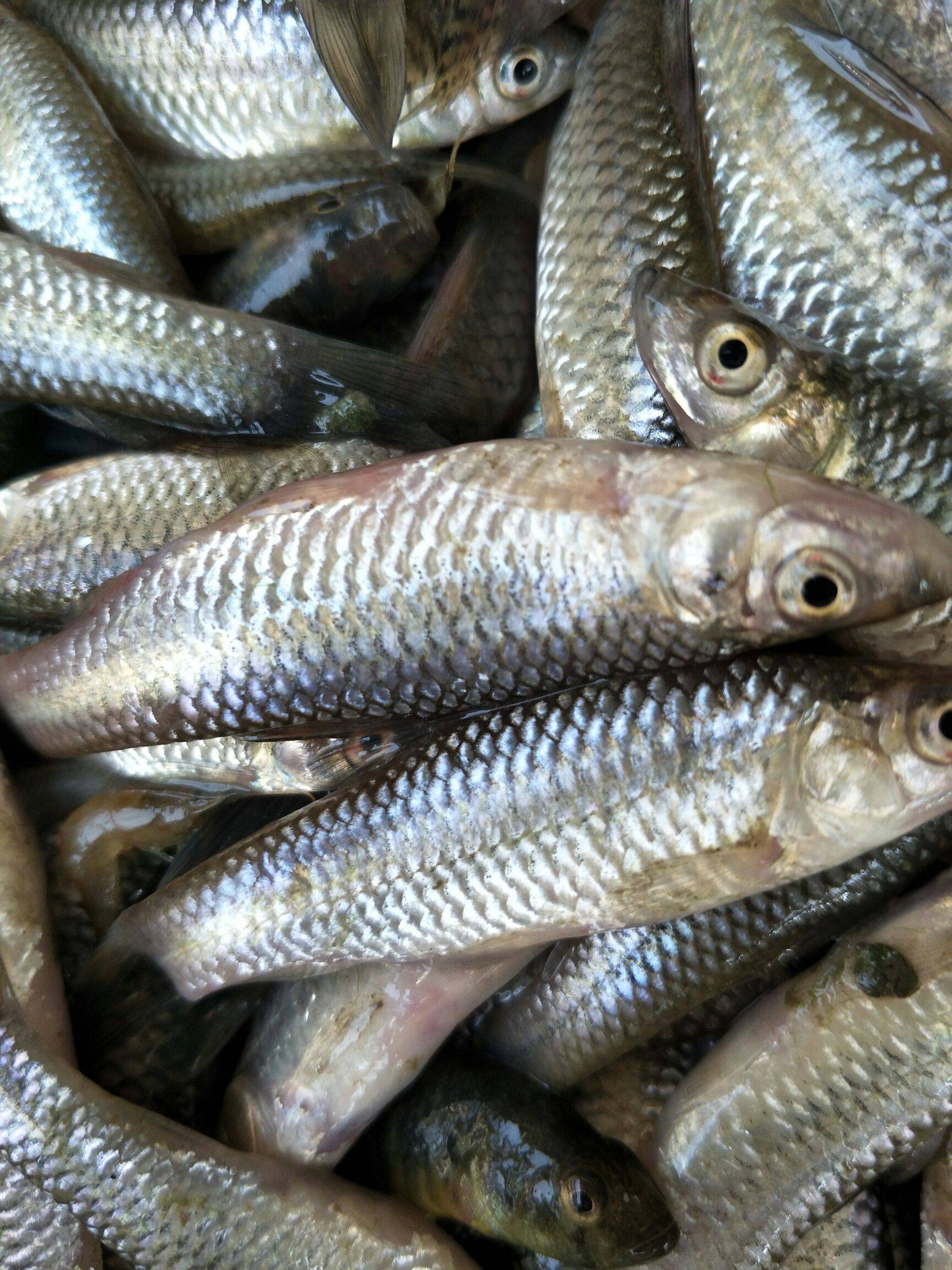 活麦穗鱼供应价格麦穗育苗养殖基地麦穗鱼市场价格