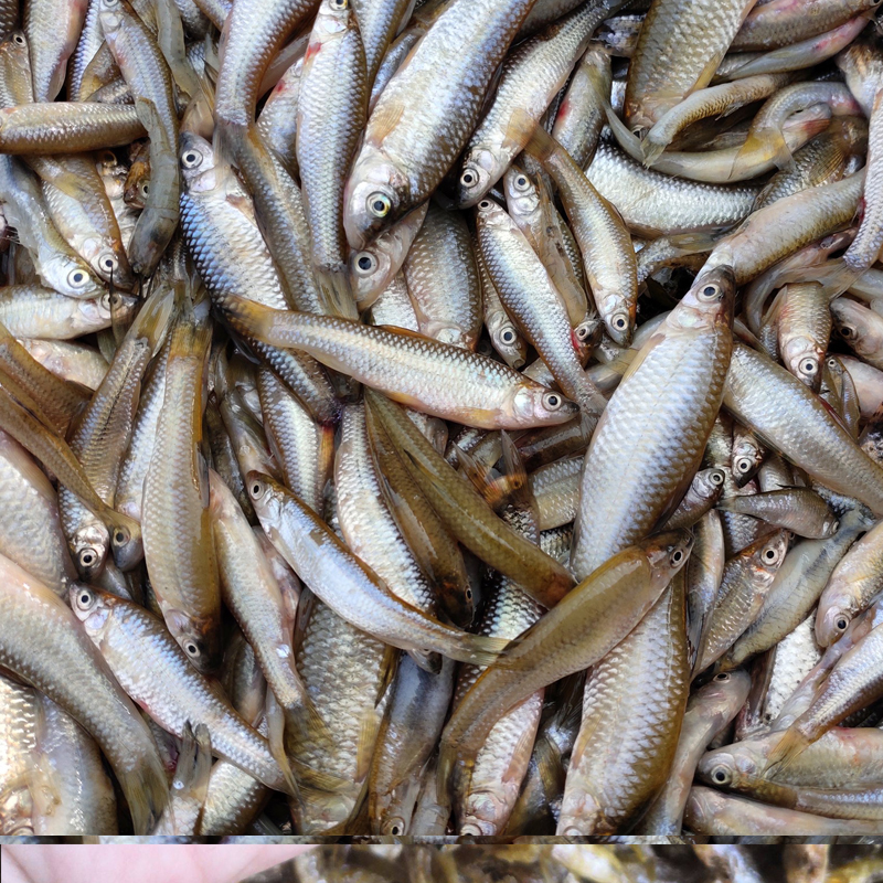 麦穗鱼苗产地货源,小麦穗鱼苗多钱一斤,麦穗鱼苗大量供应