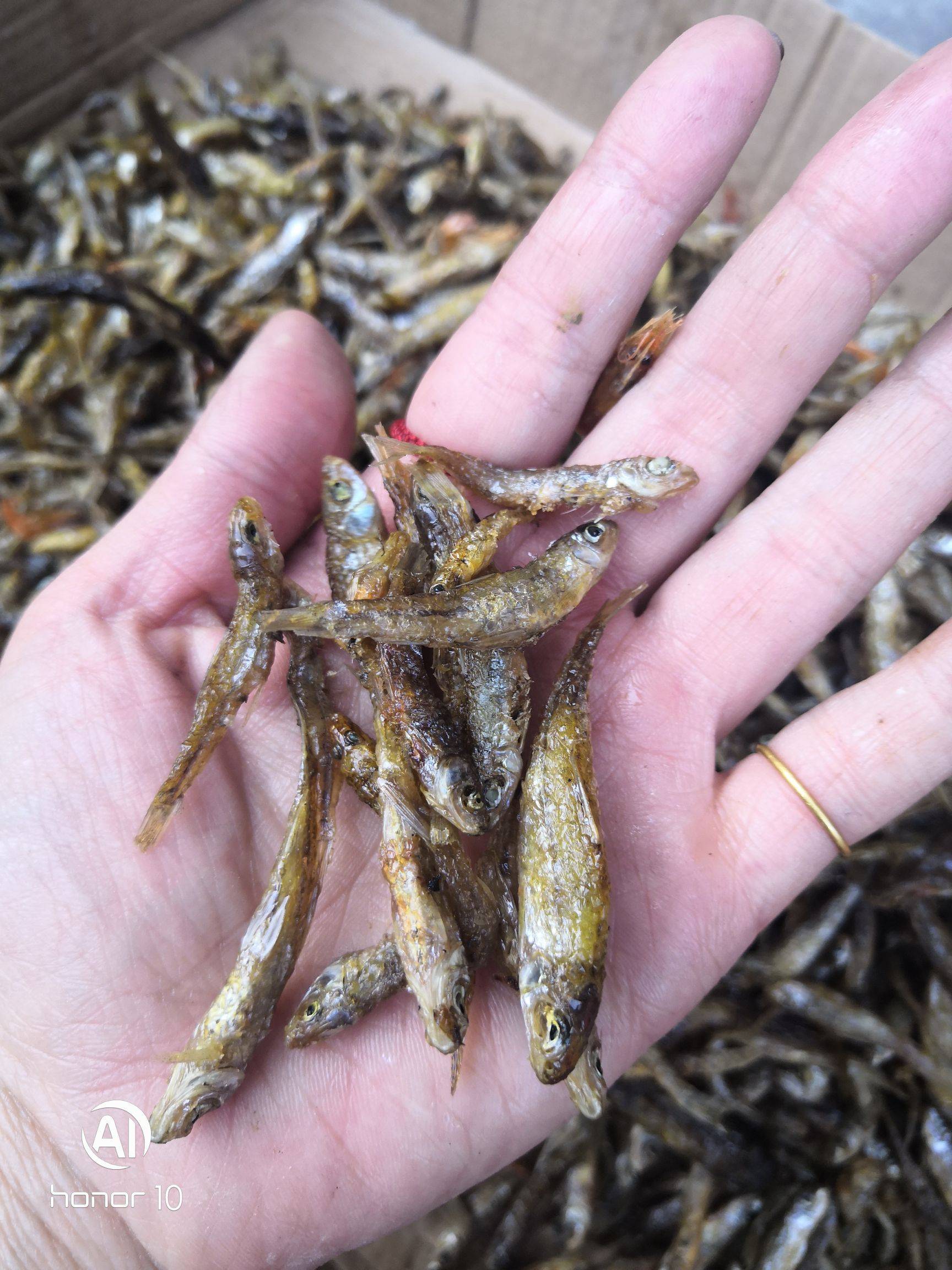 淡水麦穗鱼干批发零售,生晒麦穗鱼干批发,水煮麦穗鱼干价格