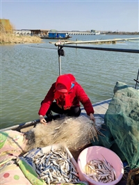河杂鱼批发，冰冻小杂鱼批发，广西淡水鱼批发市场