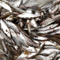广西批发冷冻小白条鱼，长期收购白条鱼，冻板鱼白条鱼供应