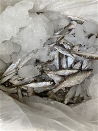 淡水小杂鱼产地批发，冰冻小杂鱼饲料批发，冰鲜小杂鱼多钱一吨