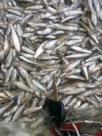 新鲜小杂鱼批发，小杂鱼收购，新鲜小杂鱼批发3元一斤