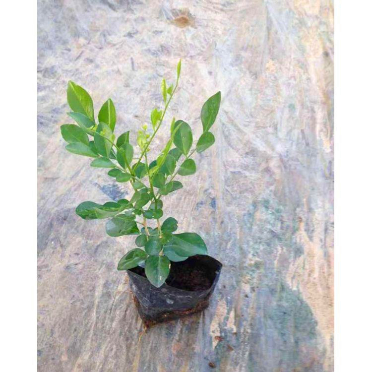 厂家直供七里香苗七里香小苗七里香袋苗七里香盆栽规格全