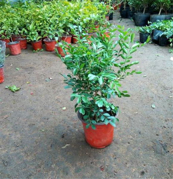 筑绿城景供应九里香苗 九里香盆栽 福建基地直供