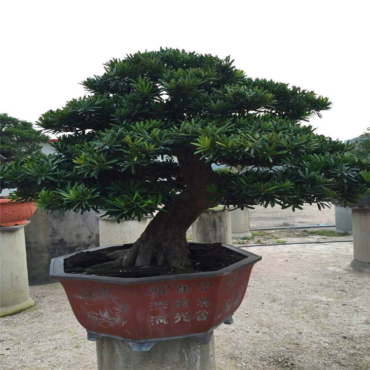 大量供應羅漢松盆景日本進口造型羅漢松樁景產地直供