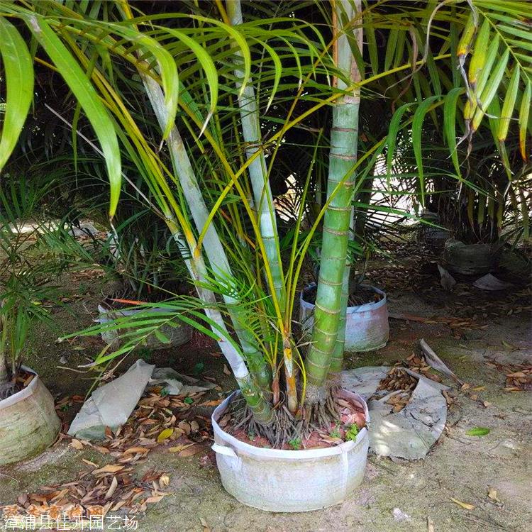 四川散尾葵小苗散尾葵袋苗质量好货源充足