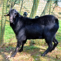 养殖黑山羊种什么牧草  种草养殖湘美黑山羊前景广阔