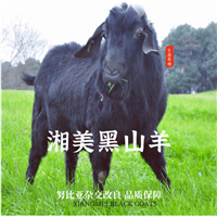 黑山羊引种,种羊价格