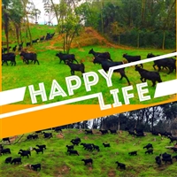 黑山羊的养殖技术和管理  黑山羊养殖，立春后饲养管理八要点