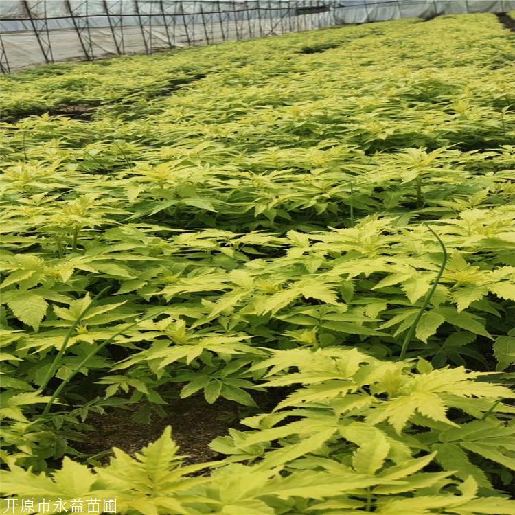 铁岭苗圃出售接骨木小苗接骨木种子耐寒性强苗