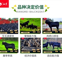 养殖黑山羊的技术和管理  提高黑山羊养殖产量的措施