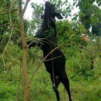 湘美黑山羊祝所有养羊人，年气冲九天