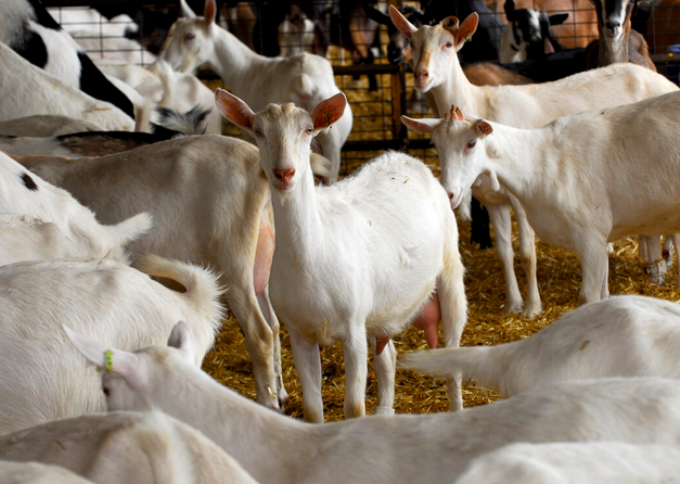 出售正宗奶山羊 养殖场欢迎考察品种优良