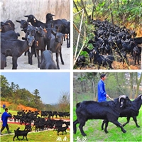 黑山羊适合什么地方养殖  黑山羊养殖基地